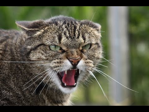 Guanabenz: The Solution To The Cat Disease You've Always Had! - Podcast Episode 1