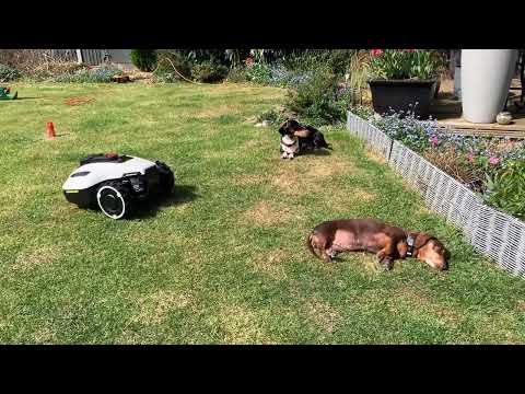 Robotgräsklippare Mammotion YUKA Mini 800 Utan Slinga