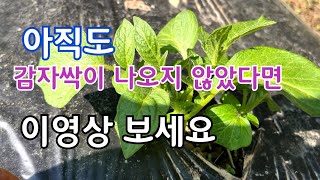 감자싹이 아직도 나오지 않았다면 이것 확인해 보세요