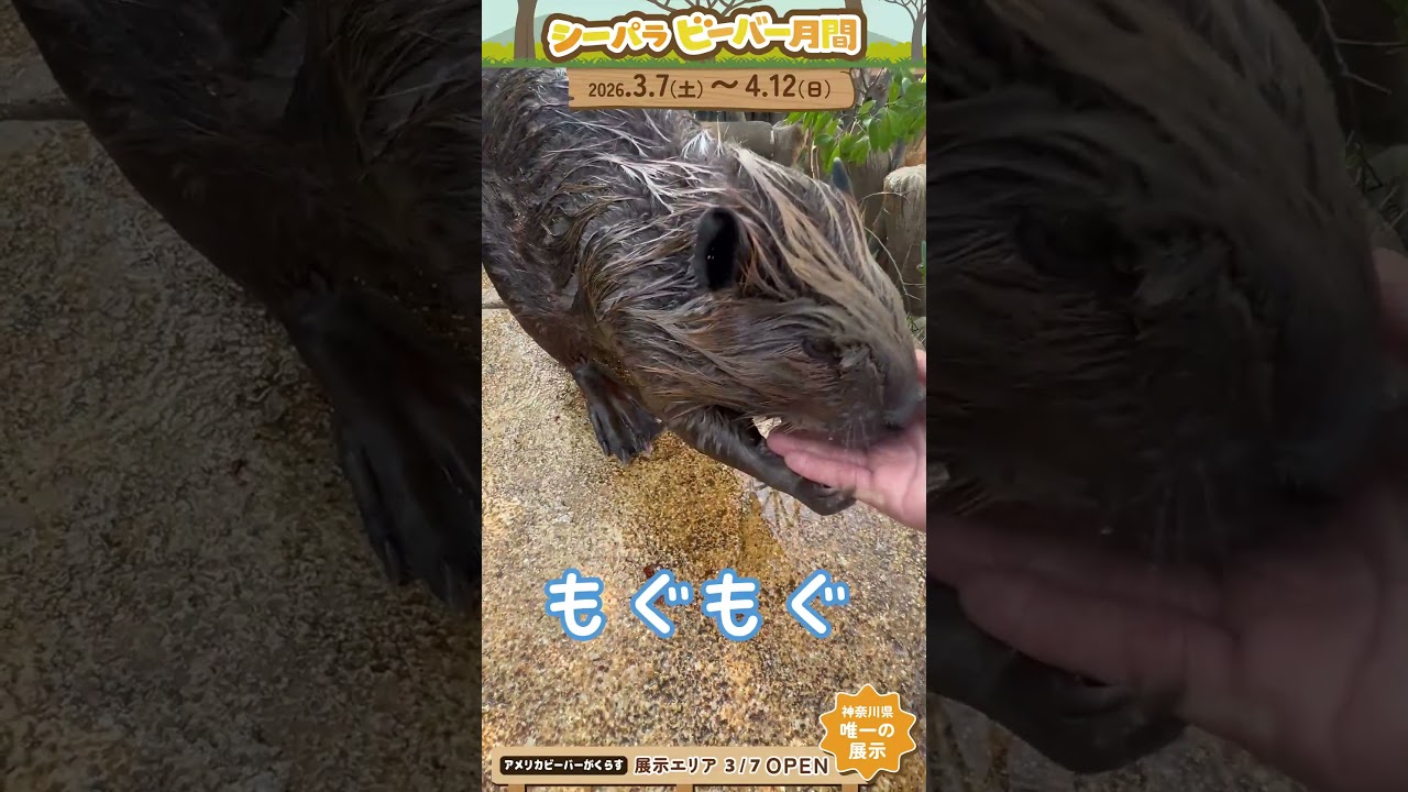 シーパラ ビーバーチャンネル～飼育員のお仕事体験③～#横浜八景島シーパラダイス #八景島 #シーパラ#アクアミュージアム #アメリカビーバー #ビーバー #シーパラビーバー月間 #レッサーパンダ