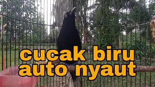 Download lagu pancingan cucak biru bahan agar mau bunyi mp3 Download lagu pancingan cucak biru bahan agar mau bunyi mp3