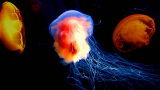 Pill-oh - Nightstill