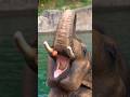 Elephant Sounds Elephant Eating An Apple
