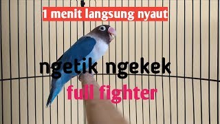 Download lagu Cukup 1 menit lovebirdmu ngekek dengar ini mp3