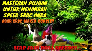 Download lagu masteran dan terapi srdc biar cepat bunyi ,kombinasi full tembakan konin..jamin langsung nyaut .... mp3