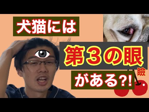 犬のチェリーアイの治療方法