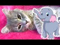 Adorable Kitten S Hilarious Reaction To A Toy Elephant