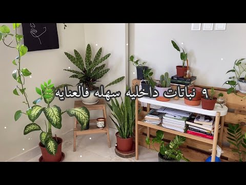 , title : 'اسماء ٩ نباتات داخليه سهله فالعنايه | Best indoor plants 🌿'
