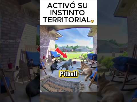 Muestra de autoridad sobre su pitbull