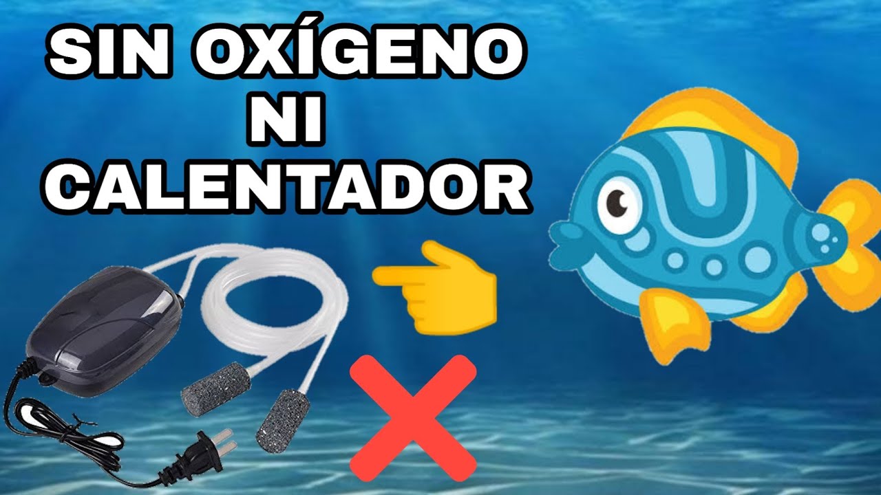 LOS PECES QUE NO NECESITAN BOMBA DE OXIGENO NI CALENTADORES ARTIFICIALES