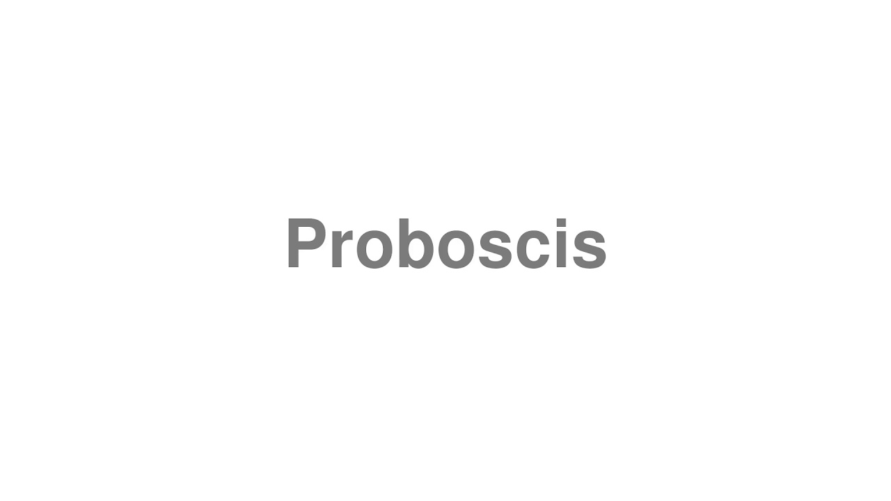 How to Pronounce Proboscis