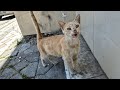 Very Cute Hungry Orange Mother Cat