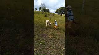 Vaqueiro quase não deu conta de derrubar a vaca valente