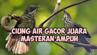 Download lagu burung ciung Air suara rapat super ampuh gacor gila masteran pikat langsung bikin lawat mendekat mp3