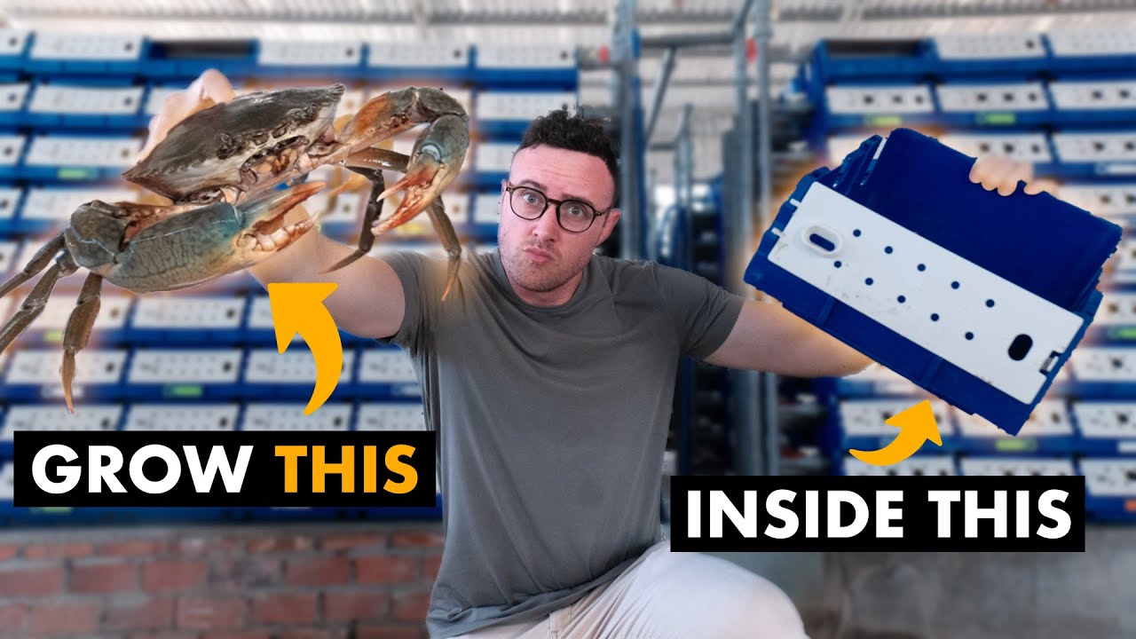 How Villagers Make Millions Growing Giant Mudcrabs in Blue Shoeboxes