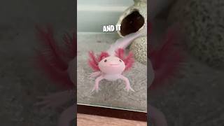 Download lagu This woman saved the cutest Axolotl ❤️ #shorts mp3