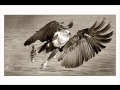 KILLERS  l'aigle noir.wmv