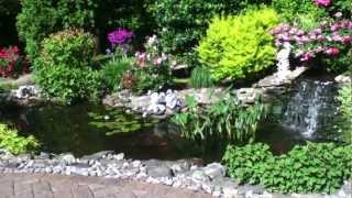 preview picture of video 'Backyard goldfish koi pond in the spring'