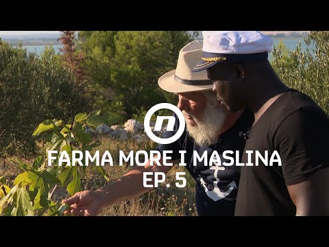 Mentor, gazda i smokve - Epizoda 5 | Farma More i Maslina