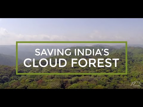 Grow 30,000 trees to restore India's cloud forest