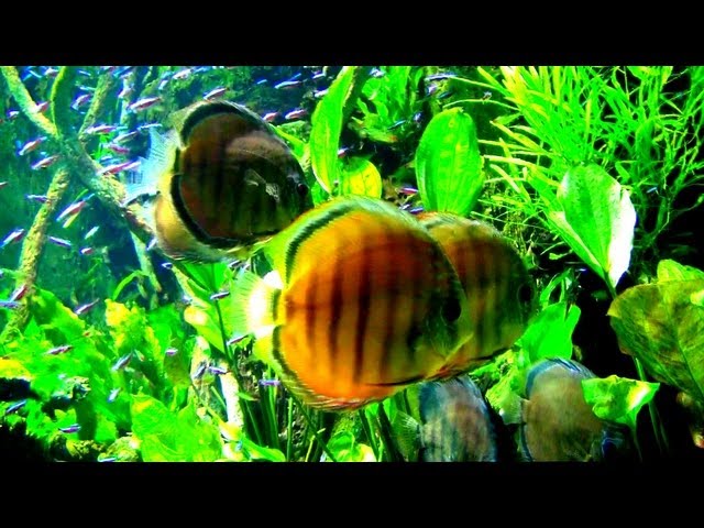 Cardinal Tetra and Discus fish