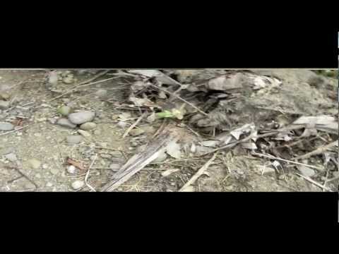 Teaser Jeren's Feat SlynerÖne & Malyk-Man - Freestyle Danm² 2k12