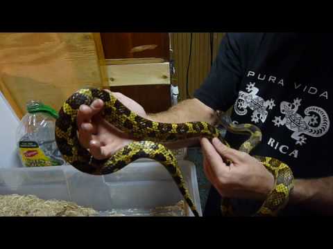 Hybrid Rat Snake Surprise!