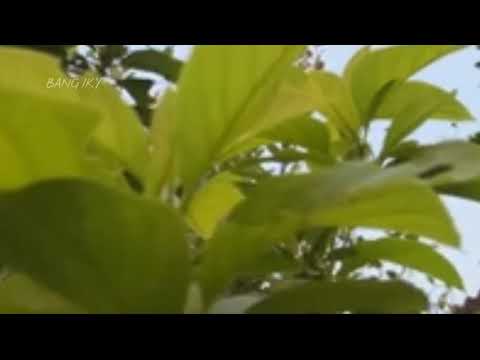 @COXSantuy . DJ | TRAP RELIGI SLOW BASS ALFA SHOLALLAH - BAS GRELL PARAH.