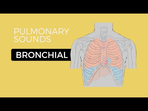 02 _ Lung Sounds - Bronchial breath sounds