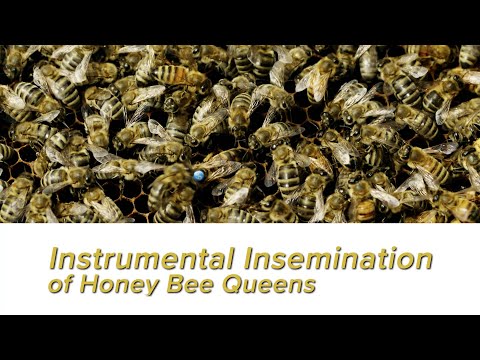 Instrumental Insemination Of Honey Bee Queens, Techniques and Beekeeping Practices with Susan Cobey