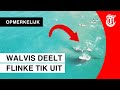 Walvis haalt uit naar surfers