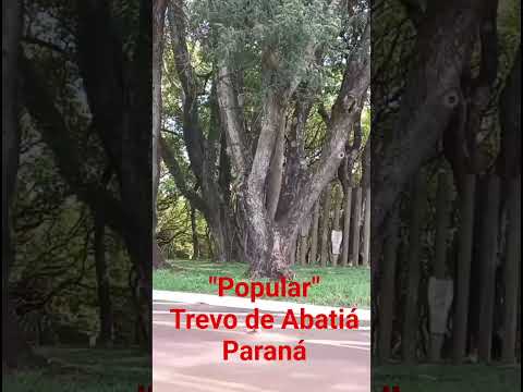 " Popular" Trevo de Abatiá no norte pioneiro do Paraná