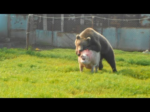 Quand Un Ours Attaque Les Autres Animaux !