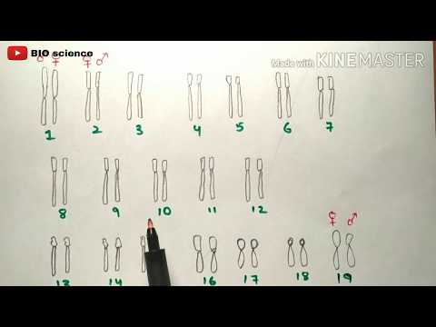 POINT MUTATION BY PHANINDRA GUPTHA