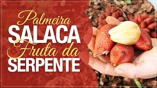 Miniatura do vídeo