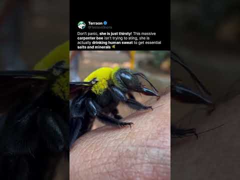 This Bee Is Drinking Human Sweat 🐝💦