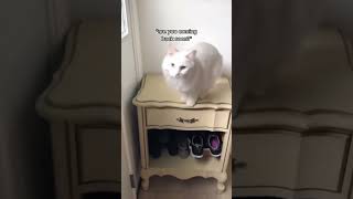 it’s so hard leaving my cats!!!