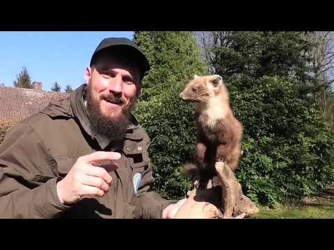 NaturNørd 178. Det røde egern har fået unger.