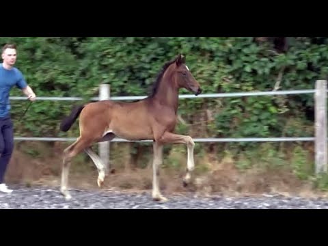 *2022 Hengst von Dynamic Dream - Lauries Crusador xx SOLD!!!