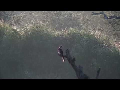 Djuma: Red-billed Hornbill preening - 06:48 - 03/27/2022