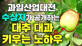 과일산업대전 수상자의 대추 대과만드는 노하우 공개 ㅣ 대추 대과 만드는 노하우 ㅣ 대추 영양 관리 ㅣ 대추 …
