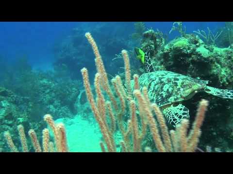 Abenteuer Karibik 3D - Tauchen mit den Haien (Blu-ray) (Deutscher Trailer)