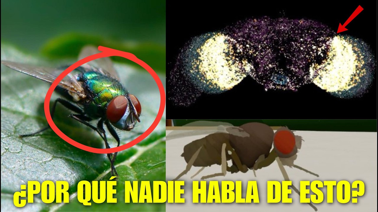POR QUÉ NADIE ESTÁ HABLANDO de ESTO, CIENTÍFICOS AFIRMAN HABER COPIADO el CEREBRO de una MOSCA en...