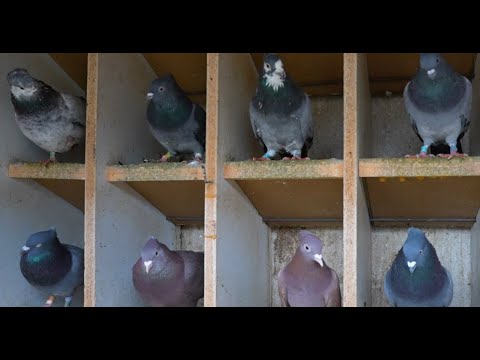 Seniorski vicešampion Srbije 2025. - Pajić Vladan GSS 128