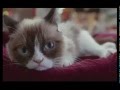 Grumpy Cat S Worst Christmas Ever 2 Official Trailer