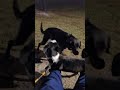 Mixed Breed dogs for sale: Mya  - Video 3