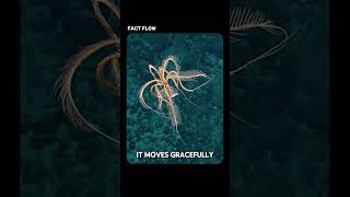 Alien-Like Creature Found Under Antarctic Ice 🌌🦑 | Real Deep Sea Discovery!