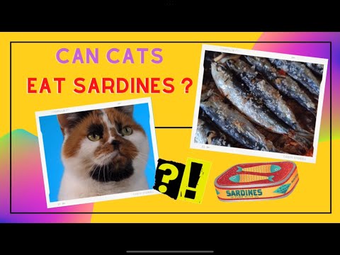 Can Cats Eat Sardines? The Answer Might Surprise You! #petnutritionplanet #cats