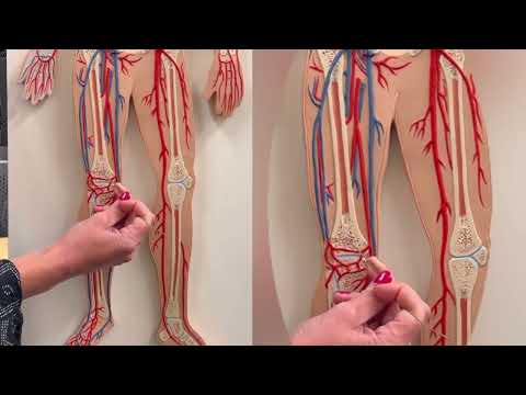 Dr. Benaduce: Lower Limb Veins (Flat model)