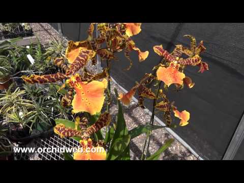 OrchidWeb - Alcra. Hilo Ablaze 'Hilo Gold' HCC/AOS